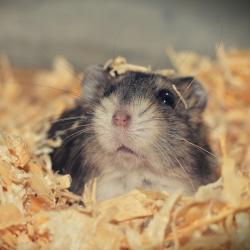 Neues Gesetz verpflichtet alle Haustiere zur jährlichen Steuererklärung – Hamster am meisten betroffen.